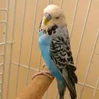 للبيع ذكر بادجي بدون قفص ومع اكله مجاني