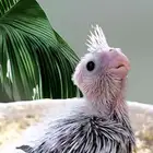 فرخ كوكاتيل