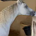 حصان واهو فاخر