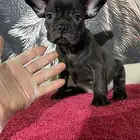 فرنش بولدوق