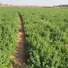 برسيم بيع قصة جاهزه