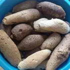 عسل بري حر المجموع 62 كيلو انتاج 3 ايام