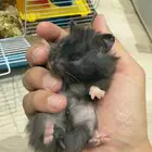 هامستر للبيع روسي ثلاث