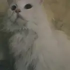 اعلان تبني قطة