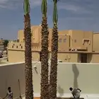 نخل للبيع واشنطن نخل واشنطني زينة