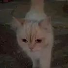 قطة شيرازيه انقاذ