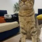 للبيع ذكر سكوتش استريت