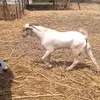 تيس فحل جدع