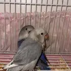 روز للبيع مع ملحقاته ب 500 ريال