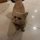 لقيت بسة مفقودة في حي الواحة جنب البنك الاهلي