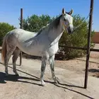 فرس عربية واهو