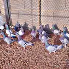 حمام فرنسي سلفر سوبر