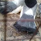 حمام زينه اذكرو الله ماشاء الله