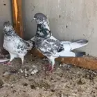 حمام باكستاني