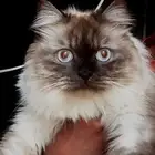 قط ذكر هملايا معقم عمر 3 سنوات