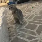 احتاج قط للتزواج