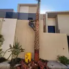 نخل واشنطني للبيع