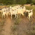 جديات اناثي للبيع العمر من 4-6 اشهر الموقع الخشابية