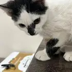 قطة ثنائية اللون (bicolor cat)