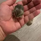 هامستر ونتر وايت بيور