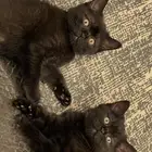 اسكوتش ستريت ذكر وانث لون نادر