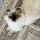 قط ذكر طالب تزواج للتبني