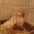 كروان اليف نهاية غر