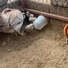 دجاج بلدي وديوك مهجنة