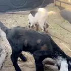 دواغير تيوس ب700