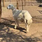 طلي حري ذبيحه