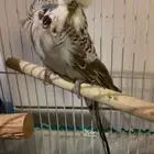 للبيع الجوز البادجي أليف