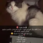 قط ضايع - قط مفقود