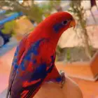 طير رد لوري مفقود   جدة - حي المروة