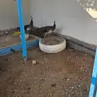 طاوس منتج للبيع