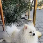 بومريميان((عرض اليوم))