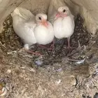 زغاليل حمام فرنسي للبيع الزوج 30