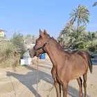 للبيع مهر العمر سنه وبضع اشهر الارتفاع 6 بلكات ونصف