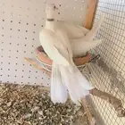 زوج قماري صدفي