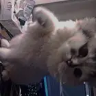 قطه هيمالايا وسكوتش للتبني