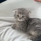 قط سكوتش اتوقع للتبني