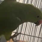 طير درة ببغاء