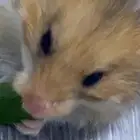 هامستر سوري انثى