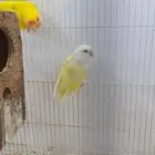 روز متزاوج بياض للبيع