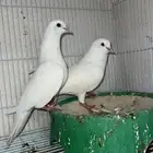 حمام للبيع رقاص و هزاز و صنعاني