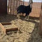 طلي نجدي مشروع فحل