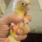 بيع طيور طير كنيور او كينيور اقل سعر في السوق