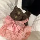 قطه سكوتش فولد لازاوج