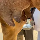 خلفه حمرا دم عكشا