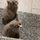 قطط صغيره للبيع