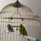 عصافير بادجي   عصافير الحب